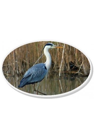 07. Avistamiento de Aves